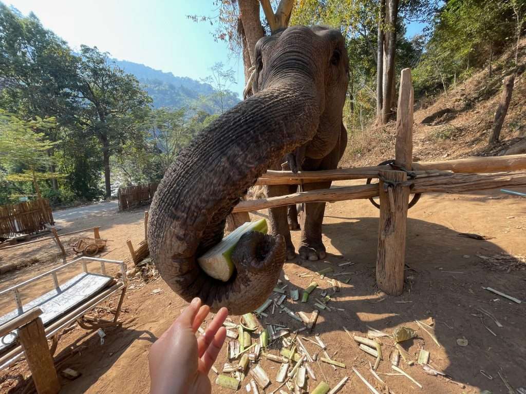 Elephant sanctuary , things to do in Chiang Mai
