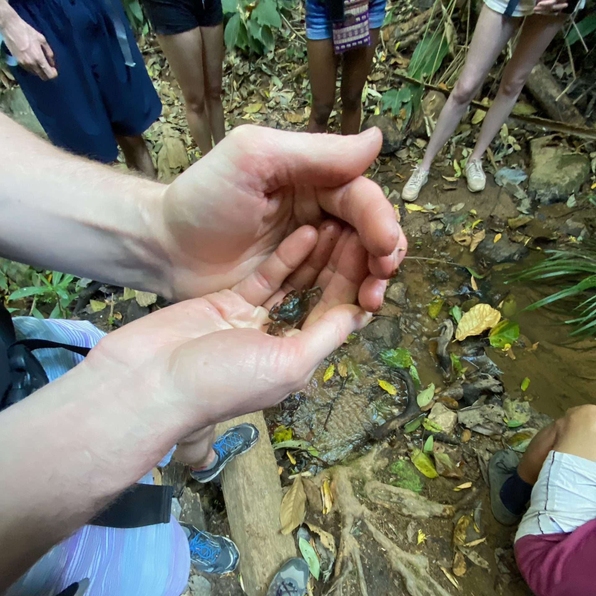 chiang mai hill tribe trek Small crab on Riley's hand