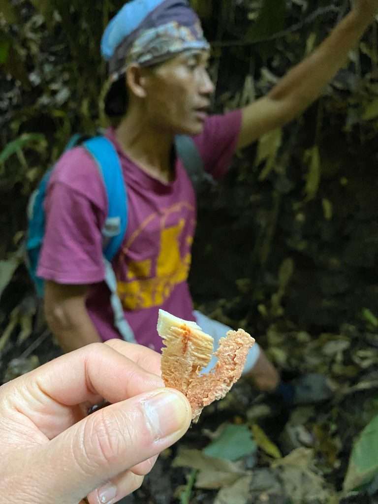 chiang mai hill tribe trek Fresh cinnamon bark