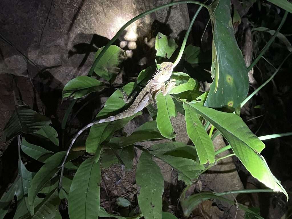 khao sok night safari Khao Sok Night Safari: What To Expect in the Wild Jungle Hike -