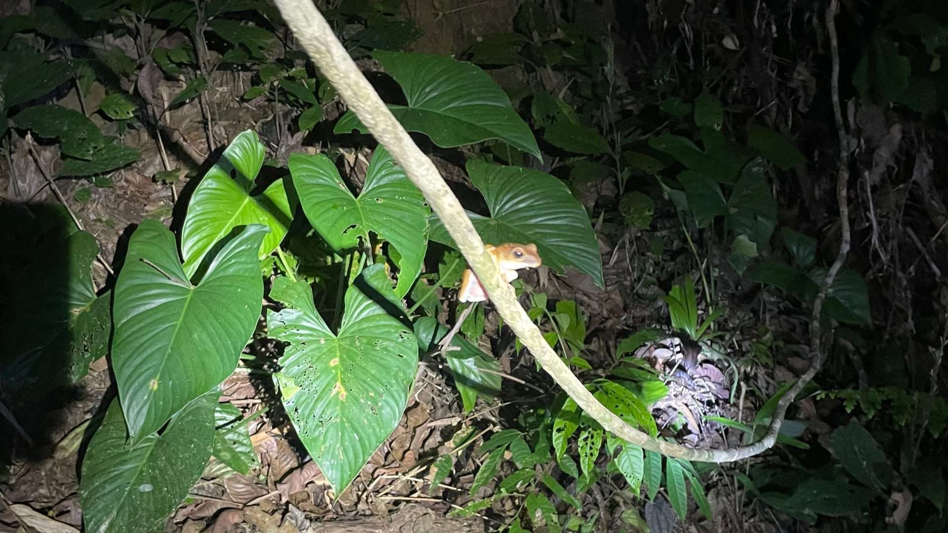 khao sok night safari Khao Sok Night Safari: What To Expect in the Wild Jungle Hike -
