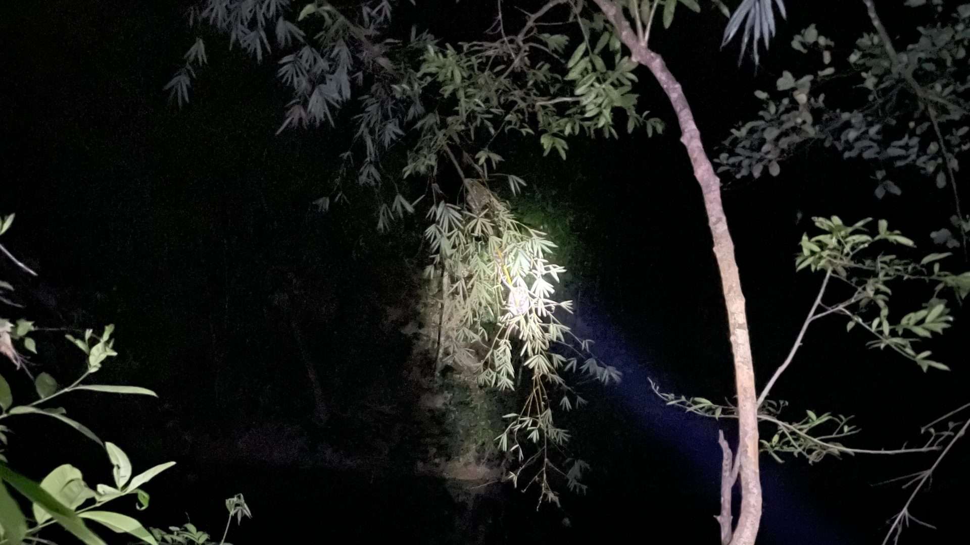 khao sok night safari Khao Sok Night Safari: What To Expect in the Wild Jungle Hike -