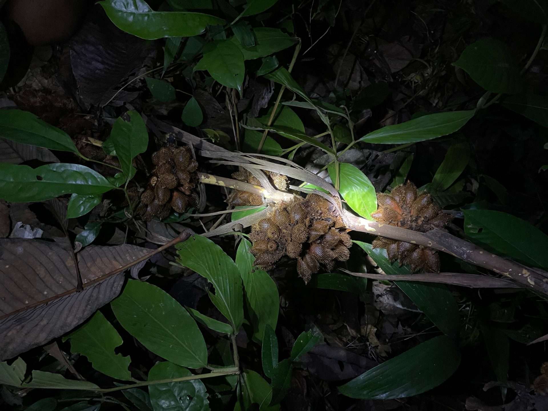 khao sok night safari Khao Sok Night Safari: What To Expect in the Wild Jungle Hike -
