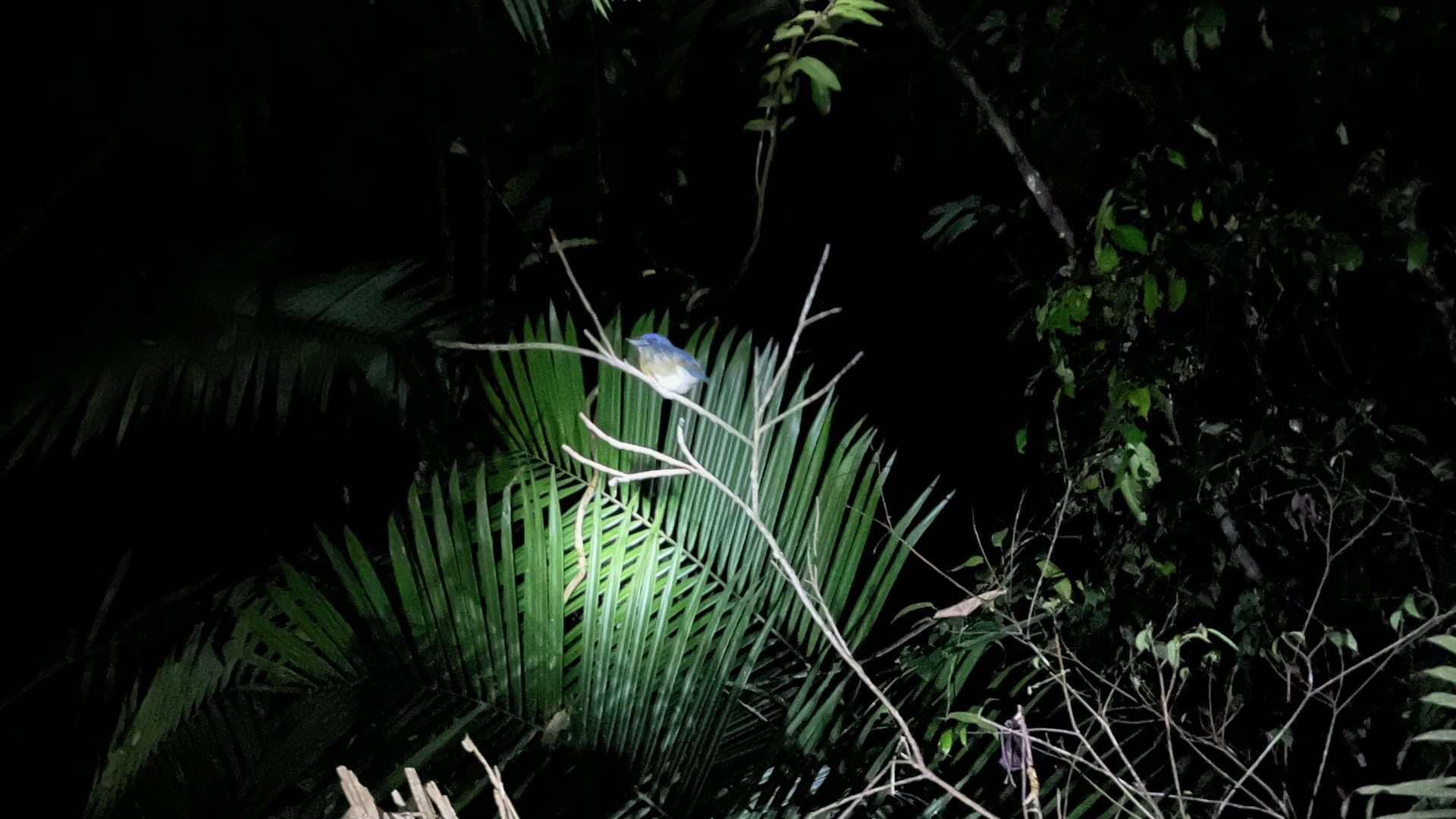 khao sok night safari Khao Sok Night Safari: What To Expect in the Wild Jungle Hike -