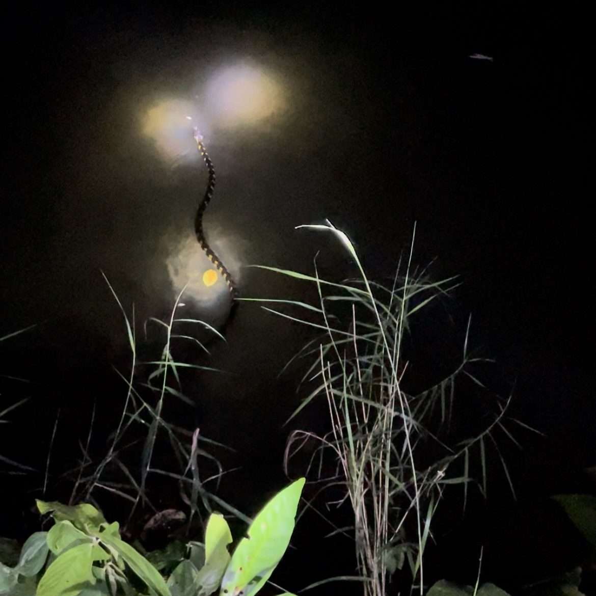 khao sok night safari Khao Sok Night Safari: What To Expect in the Wild Jungle Hike -
