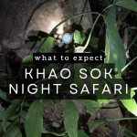 Khao Sok Lake tour khao soo night safari - lizard
