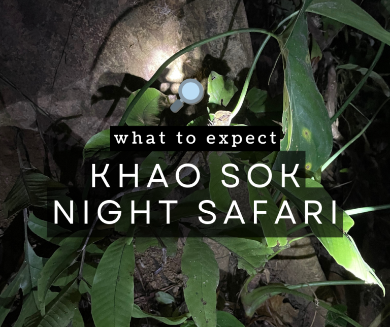 khao soo night safari - lizard