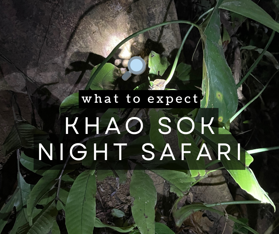 khao soo night safari - lizard