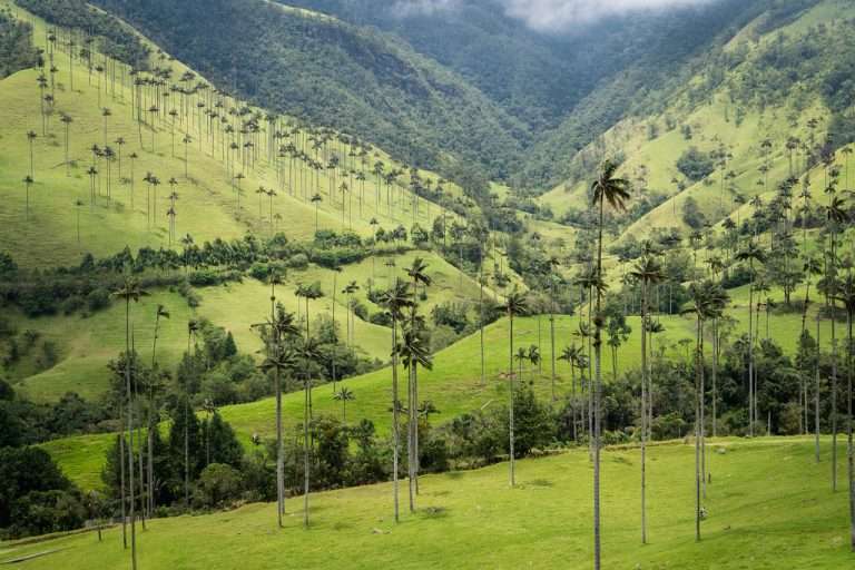 Cocora Valley Colombia