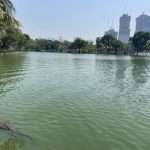 Lumphini Park, a fun thing to do while living in Bangkok