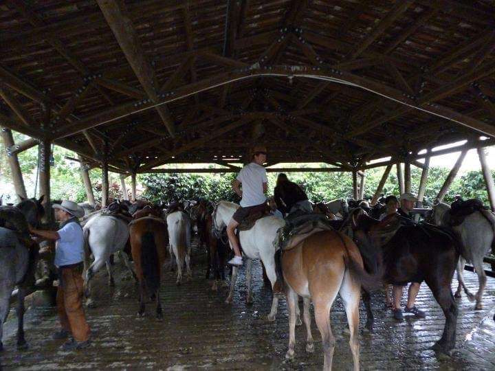 cocora valley colombia Cocora Valley Colombia Horseback Riding