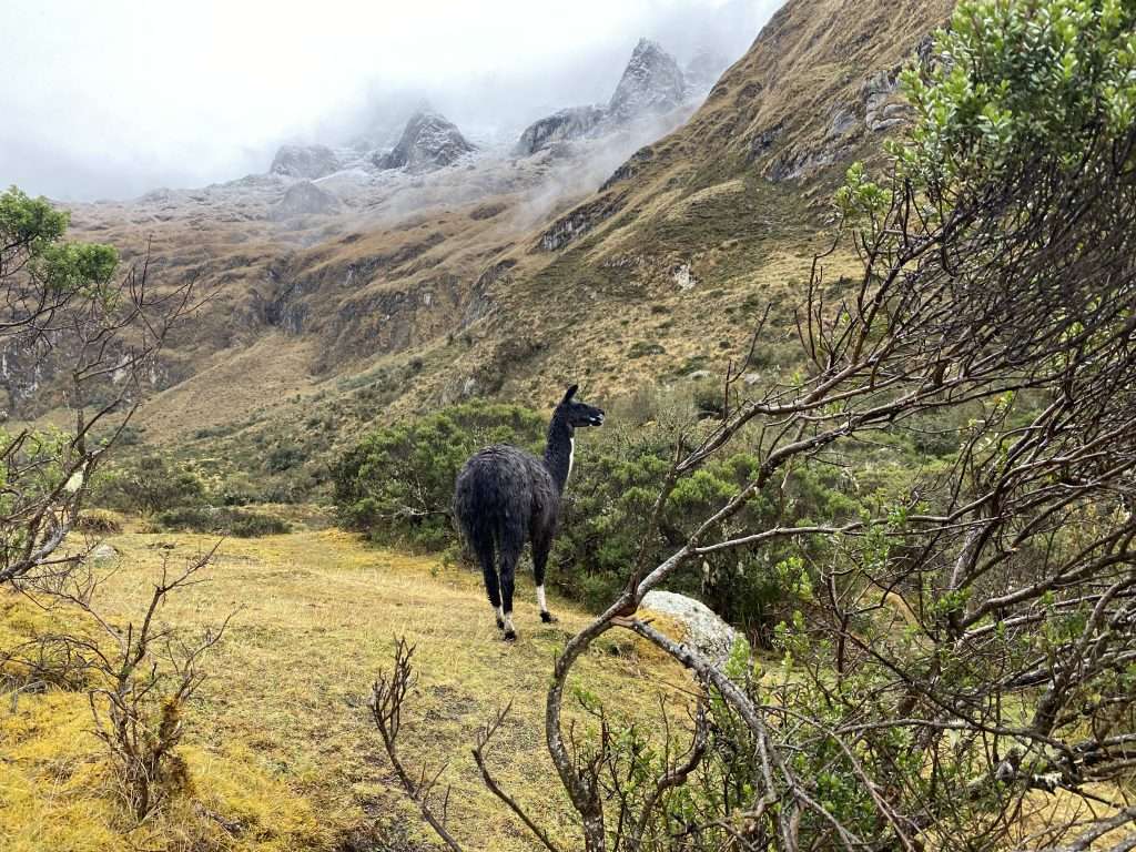 What To Expect: Epic Inca Trail Adventure to Machu Picchu -