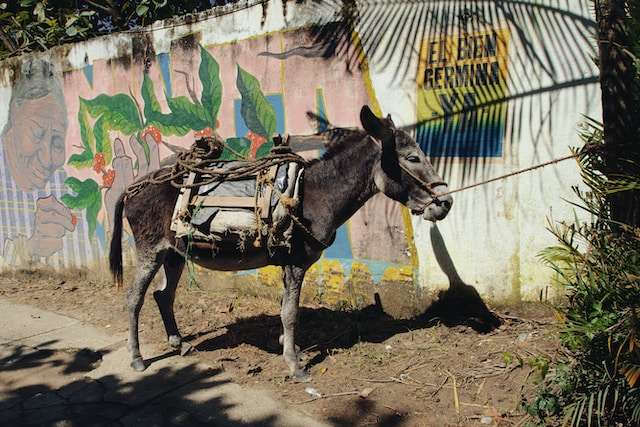 things to do in minca 15 Top Things to Do in Minca Colombia: A Complete Travel Guide -