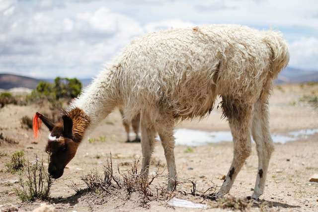 best things to do in arequipa best things to do in arequipa peru