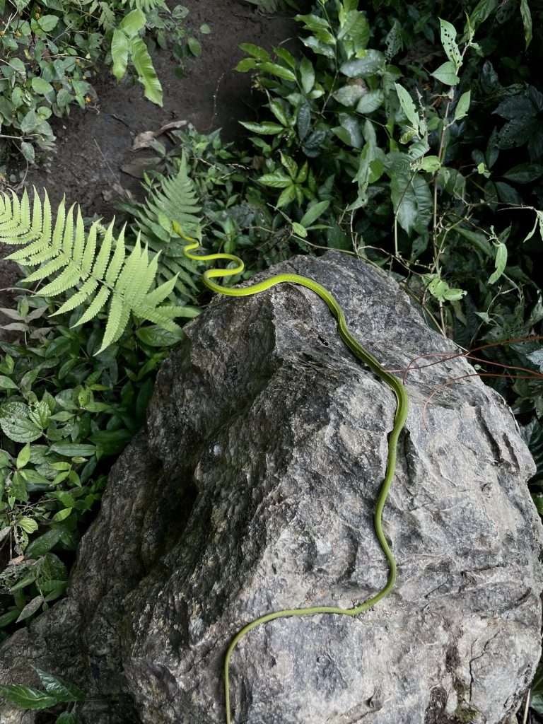 Hang pygmy Snake in Hang Pygmy Trek - Phong Nha, Vietnam