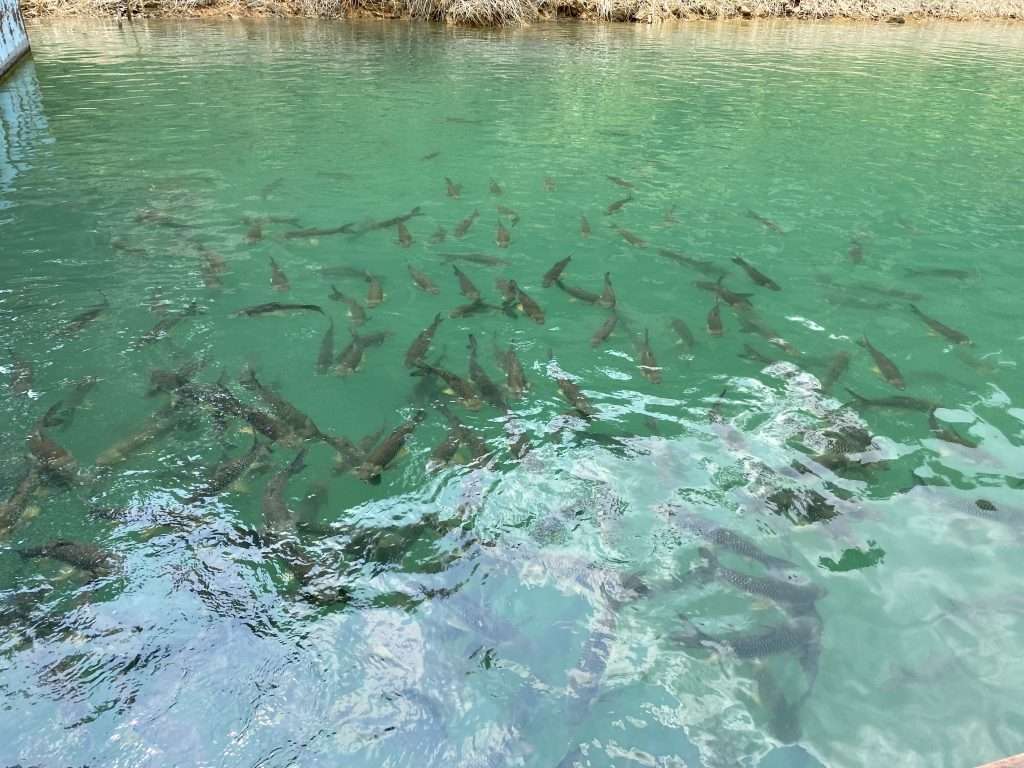 Khao Sok Lake tour School of fish you can feed at Cheow Lan Lake pier