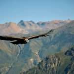 best time to visit peru Colca Canyon Condor View
