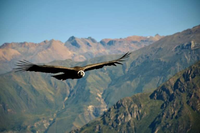 Colca Canyon Condor View