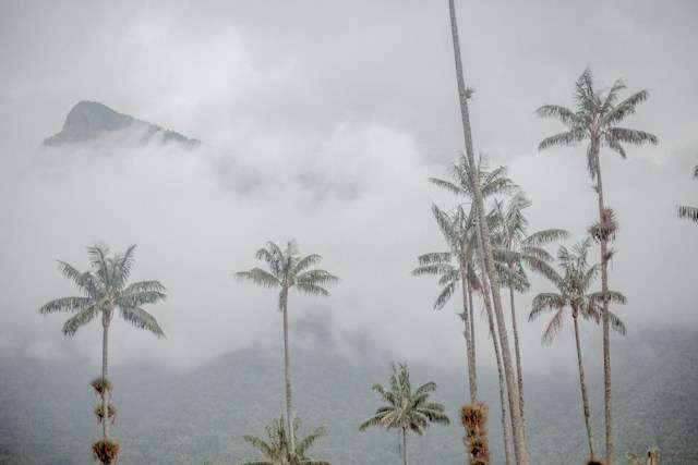cocora valley colombia Cocora Valley Colombia: A Complete Guide for the Perfect Hike -