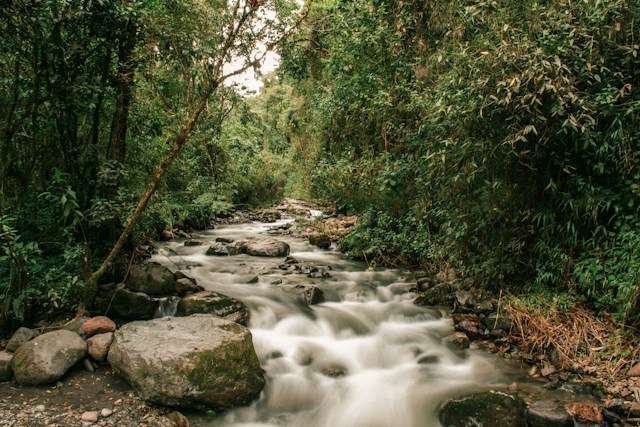 cocora valley colombia Cocora Valley Colombia: A Complete Guide for the Perfect Hike -