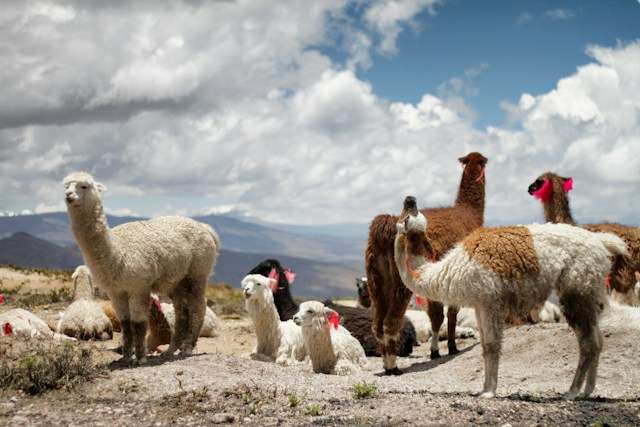 Cost of Living in Peru Cost of Living in Peru - The BEST Guide -