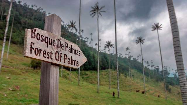 cocora valley colombia Cocora Valley Colombia: A Complete Guide for the Perfect Hike -