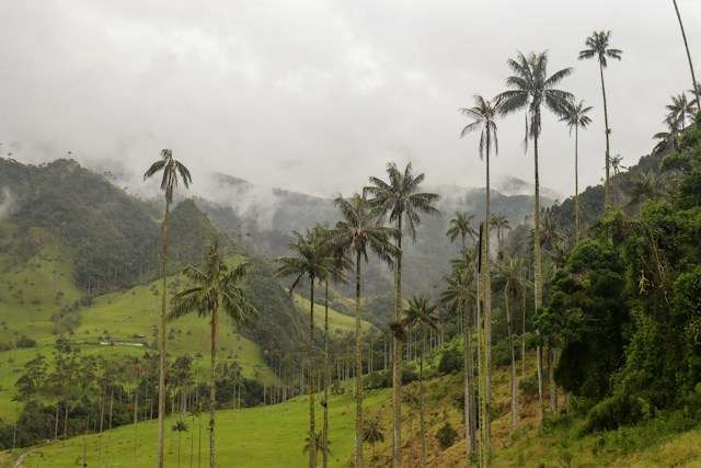 cocora valley colombia Cocora Valley Colombia: A Complete Guide for the Perfect Hike -
