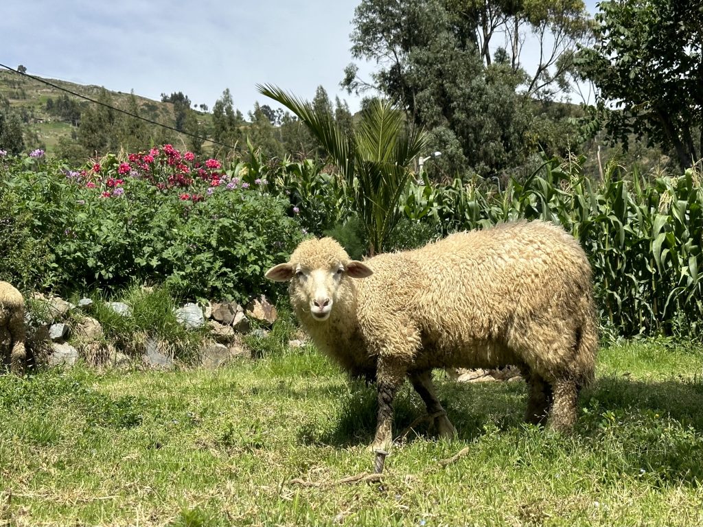 best time to visit huaraz Best Time To Visit Huaraz -