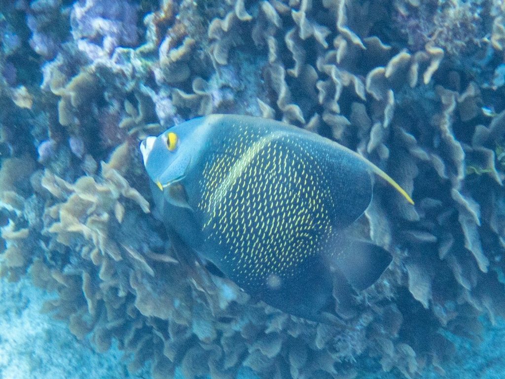 20 Best Places to Snorkel in Cozumel -