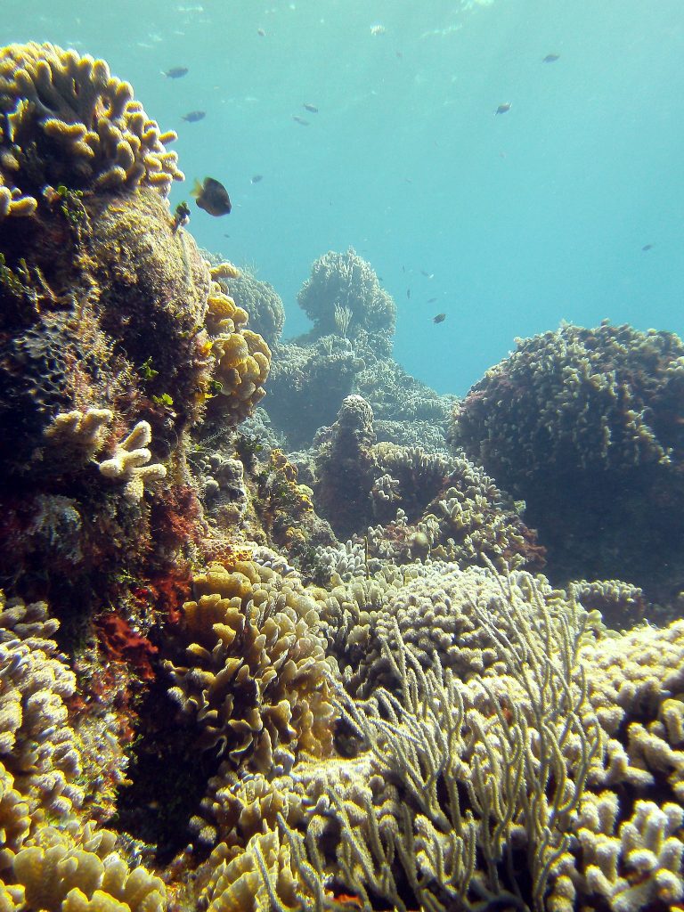 20 Best Places to Snorkel in Cozumel -