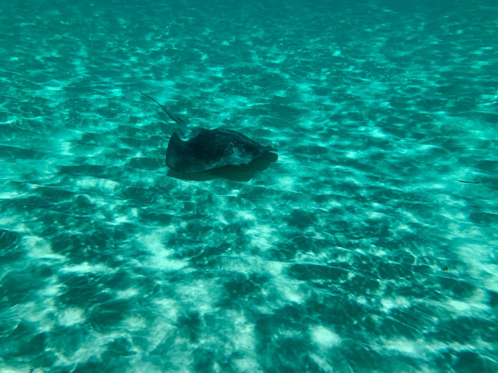 stingrays - best places to snorkel in Cozumel 