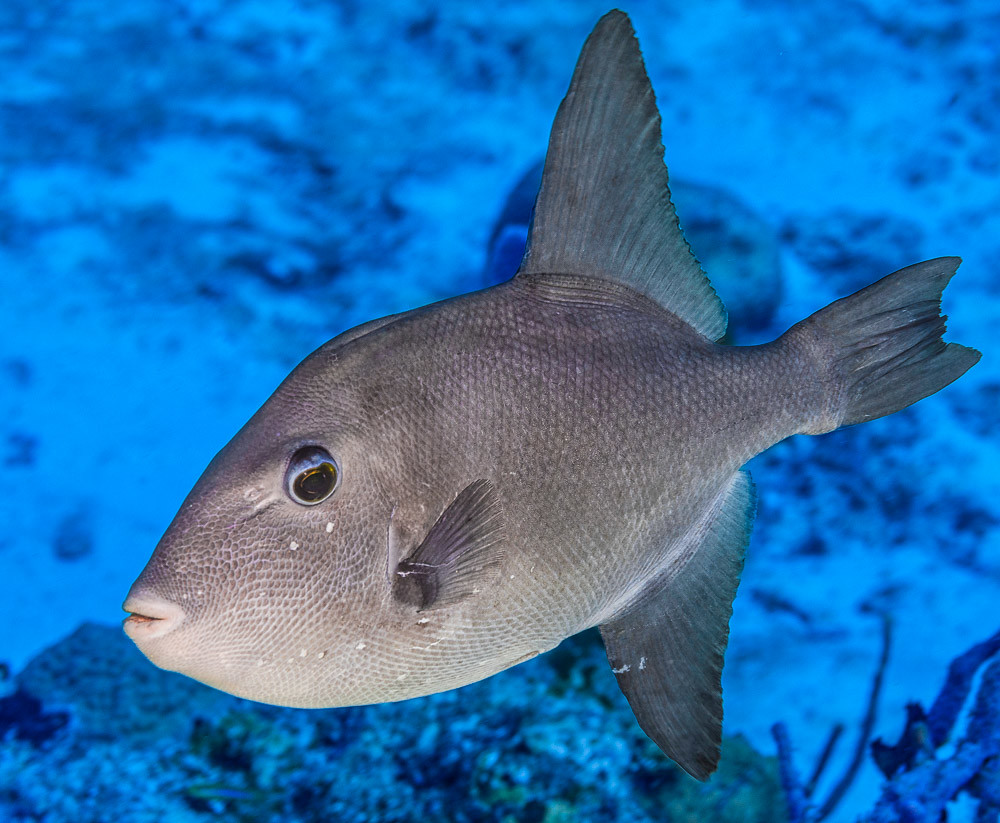 20 Best Places to Snorkel in Cozumel -