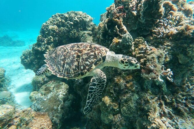 20 Best Places to Snorkel in Cozumel -